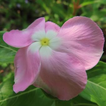 ニチニチソウ(日々草) ニチニチソウ(日々草) ニチニチソウ,日々草,花の写真素材