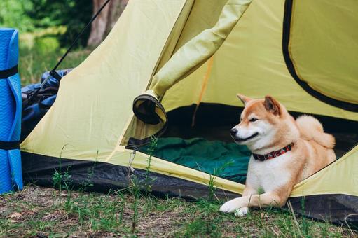 キャンプ場のテントと柴犬の写真