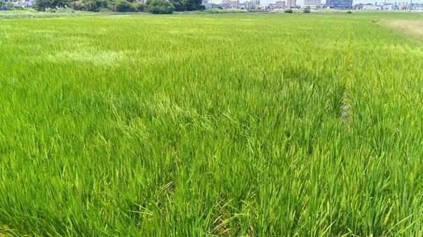 田んぼ　　の写真