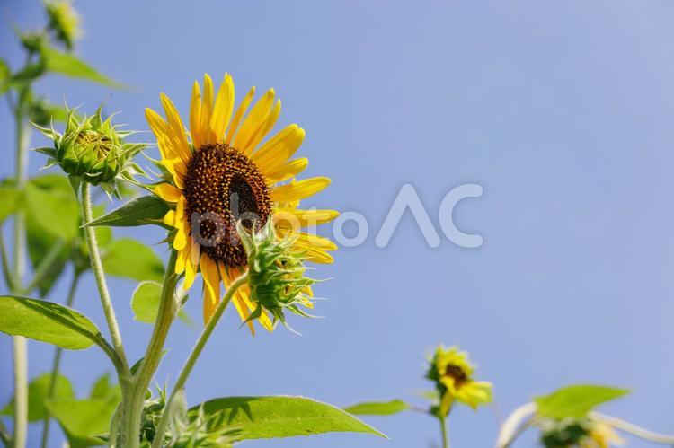 ひまわり　夏の風景 ひまわり,夏,花の写真素材
