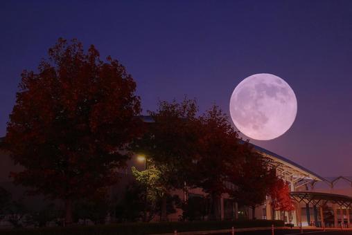紅葉とスーパームーン(誇張)251105 スーパームーン,満月,月の写真素材