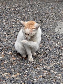 くつろぎの身だしなみ時間 くつろぎの身だしなみ時間 生き物,動物,猫の写真素材