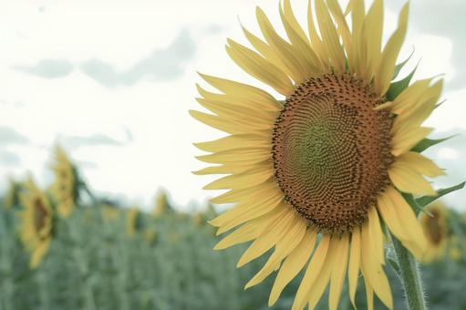 ひまわり畑に咲く花 ひまわり畑に咲く花の写真