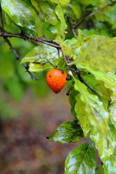 赤く色づいたロウヤガキの実 ロウヤガキ,ツクバネガキ,オレンジ色の写真素材