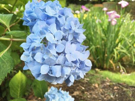 紫陽花 紫陽花の写真