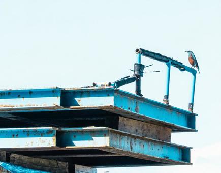 桟橋のイソヒヨドリ 桟橋のイソヒヨドリ イソヒヨドリ,桟橋,野鳥の写真素材