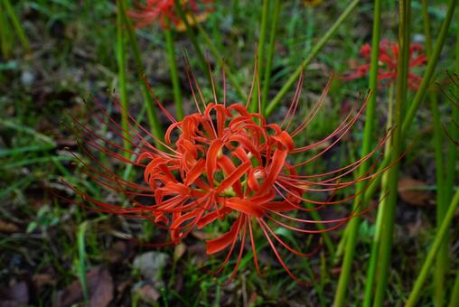 曼殊沙華 曼殊沙華の写真