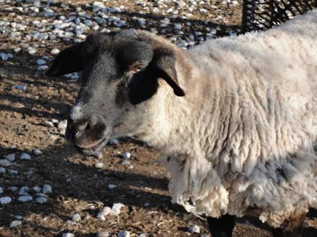 顔の黒い羊 羊,動物,地面の写真素材