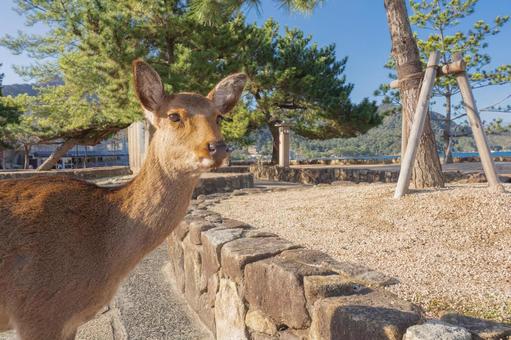 Deer of Miyajima in Aki, JPG