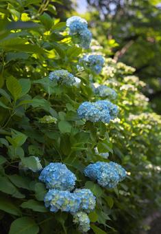 咲き出したアジサイ 咲き出したアジサイ アジサイ,植物,花の写真素材