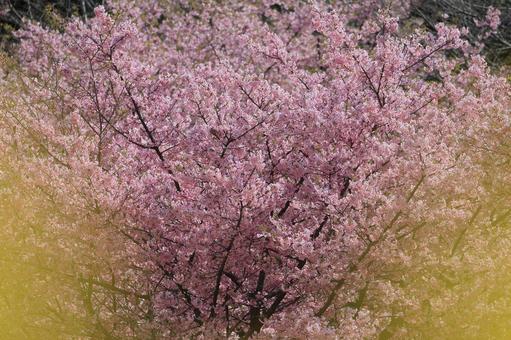 河津桜 河津桜の写真