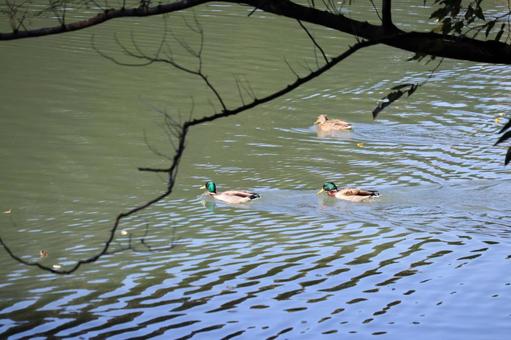 カモの写真