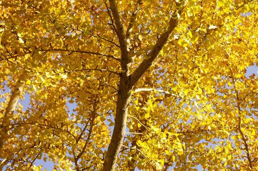 黄葉したイチョウの木 イチョウ,木,ギンナンの写真素材