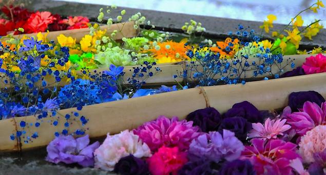 花模様ー花手水 花,花手水,神社仏閣の写真素材