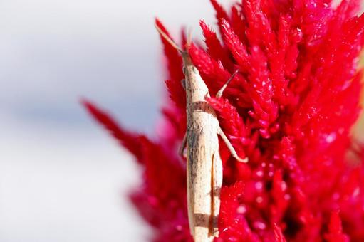 赤い花に隠れるバッタ バッタ,昆虫,生き物の写真素材