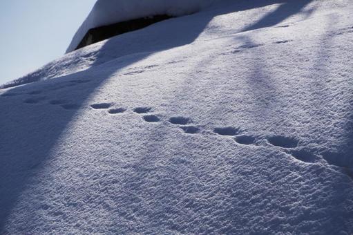 一面の雪 一面の雪の写真