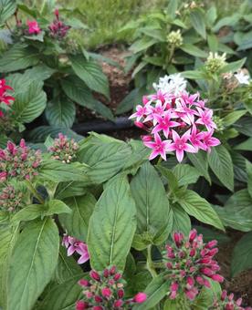 Pentas 3, JPG Pentas 3, JPG