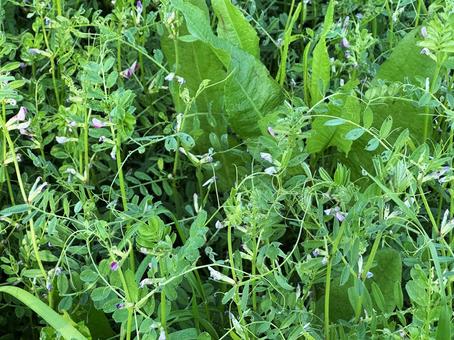 草むらの中の小さな花の写真