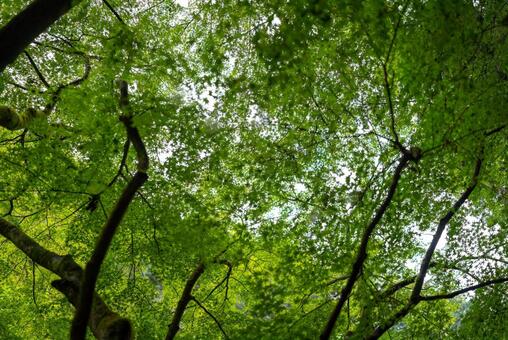 新緑の木々を見上げて 新緑,緑,葉の写真素材