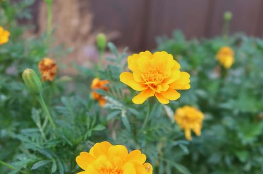 Photo, marigold, orange, colorful, 