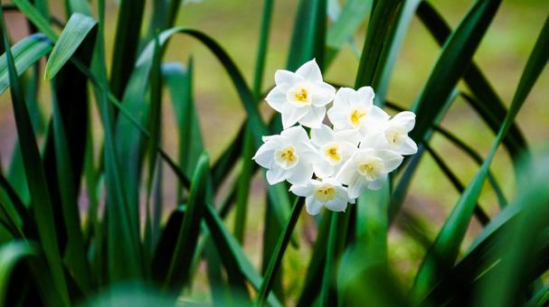 冬に咲く白いスイセンの花の写真