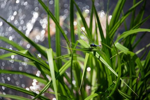 晴れた水辺の草に留まるトンボ 晴れた水辺の草に留まるトンボの写真