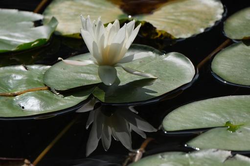 Water Lily, JPG