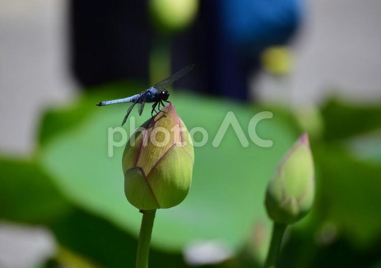 とんぼと蓮 蓮,とんぼ,ハスの花の写真素材