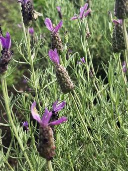 ラベンダーの写真