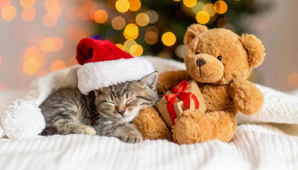 ぬいぐるみと一緒に眠るサンタ帽子の子猫 ぬいぐるみと一緒に眠るサンタ帽子の子猫の写真
