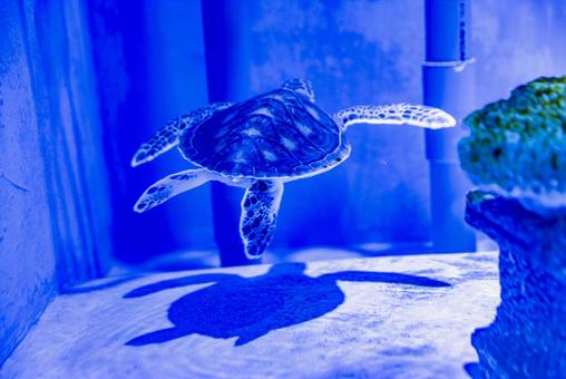 小笠原諸島・父島 アオウミガメ 小笠原諸島・父島 アオウミガメ ウミガメ,小笠原,小笠原諸島の写真素材
