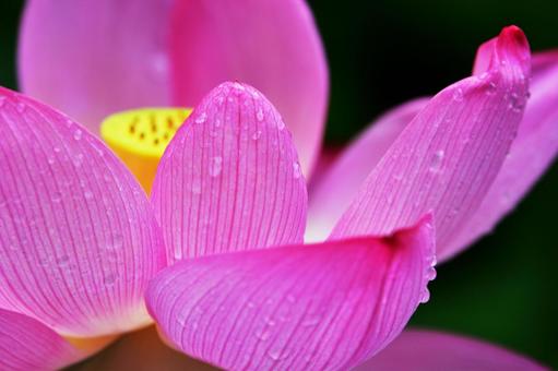 雨粒をまとった蓮の花のクローズアップ2 雨粒をまとった蓮の花のクローズアップ2 蓮,ハス,花の写真素材