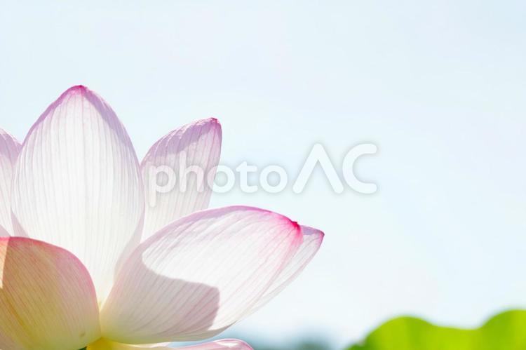 池に咲くハスの花（長居植物園長居公園）3 ハス,花,夏の写真素材