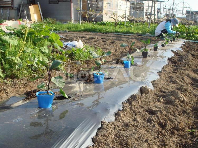 野菜苗の植え付け（茄子のポット） 野菜苗,植え付け,ポットの写真素材