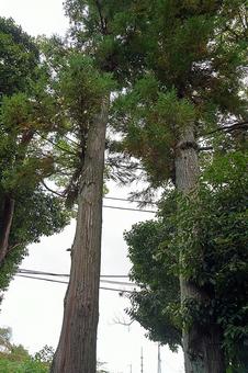 パワースポット　市杵島姫神社㉚　夫婦杉 兵庫県宝塚市,市杵島姫神社,弁財天の写真素材