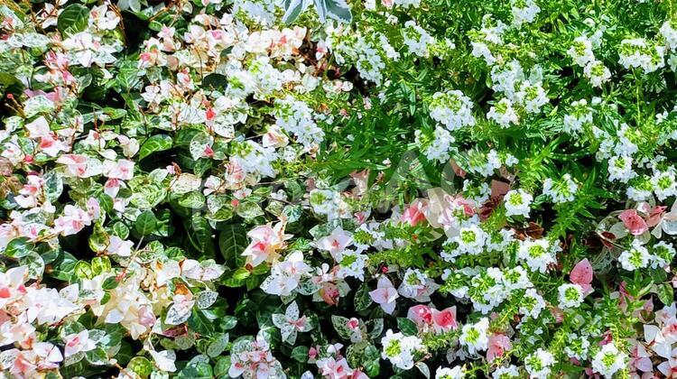 仲良い白とピンクの花 テクスチャ,背景,秋の写真素材