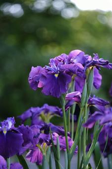 花菖蒲 花菖蒲の写真