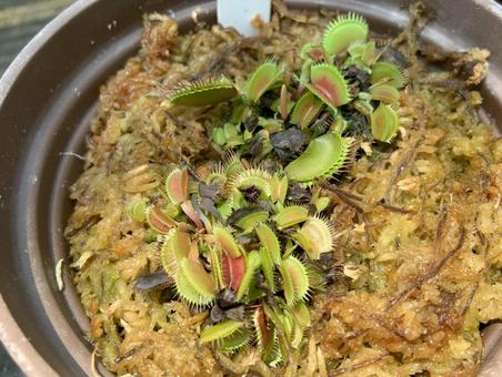 食虫植物 ハエトリソウ 食虫植物 ハエトリソウ 植物,食虫植物,ハエトリソウの写真素材