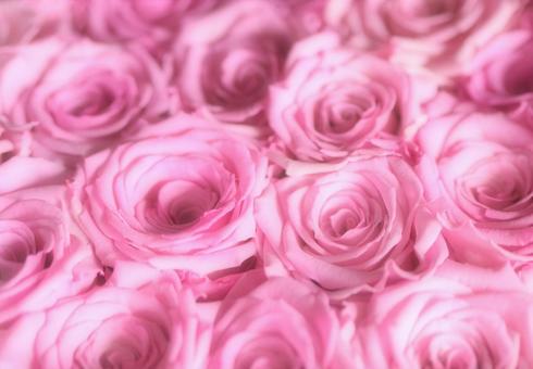 優雅に咲くピンクのバラ ローズ 薔薇 ローズ,薔薇,ピンクの写真素材