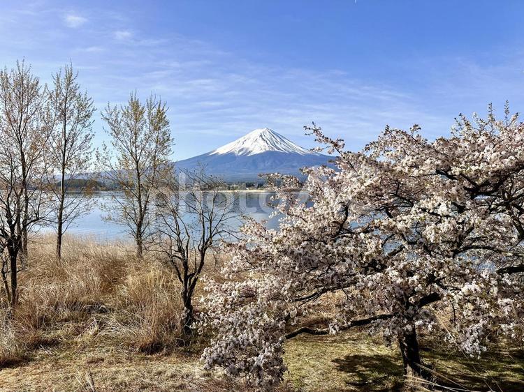 湖畔から見る河口湖と富士山 富士山,桜,河口湖の写真素材