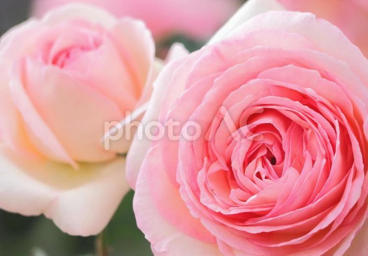 可憐に咲くかわいいピンクのバラ薔薇ローズ ローズ,薔薇,ピンクの写真素材
