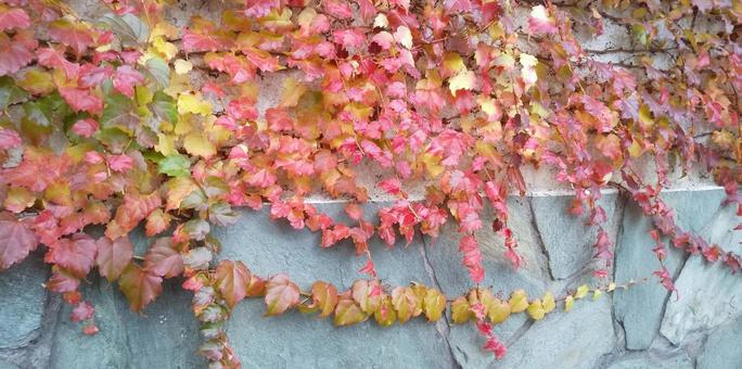 蔦の紅葉（霜月　麻布付近） 紅葉,蔦,自然の写真素材