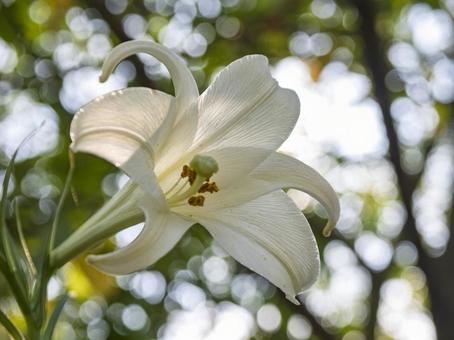 光に映える白ゆり 光に映える白ゆり 百合,白,花の写真素材