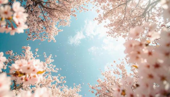 満開の桜の花と青空 満開の桜の花と青空の写真