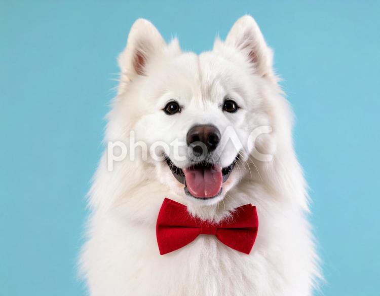 白いモフモフのサモエド　笑顔　犬6 サモエド,犬,白の写真素材