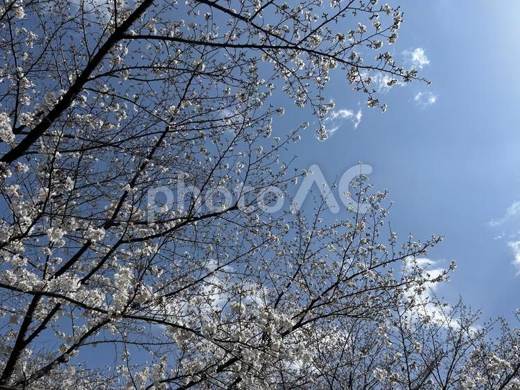 桜 さくら,木,ピンクの写真素材