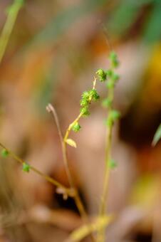 ヒメキンミズヒキ ヒメキンミズヒキ,姫金水引,バラ科の写真素材