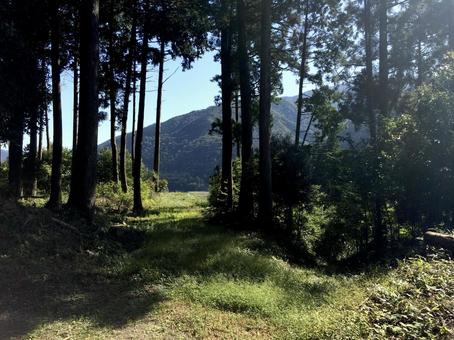 開けた場所と山並み 開けた場所と山並み 森,森林,木立の写真素材