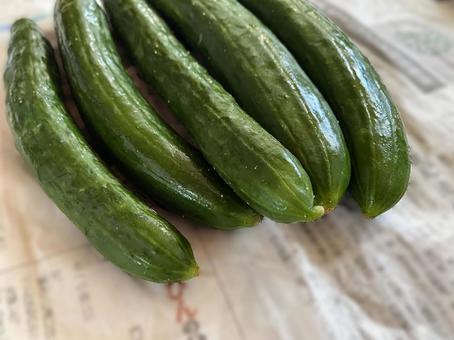 Photo, cucumber, summer, vegetables, 
