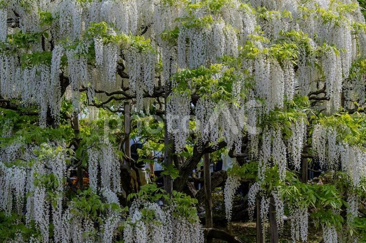 春のあしかがフラワーパーク 藤,フジ,花の写真素材